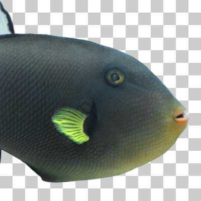 クロモンガラ Pinktail triggerfish
