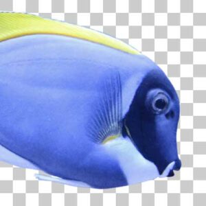 パウダーブルータン Powderblue Tang