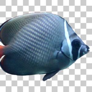 レッドテールバタフライフィッシュ Redtail butterflyfish