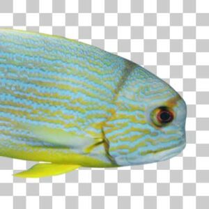 イレズミフエダイ Sailfin snapper
