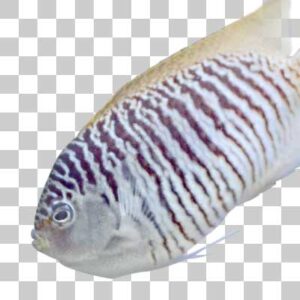 ヤイトヤッコ Spotbreast angelfish