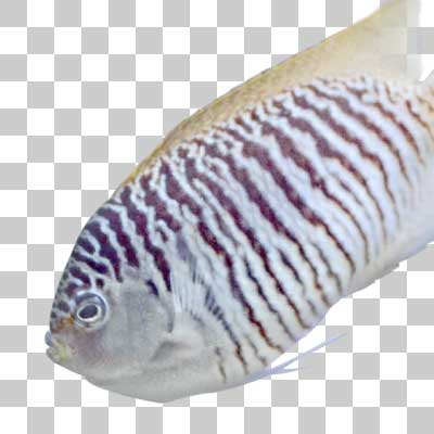 ヤイトヤッコ Spotbreast angelfish