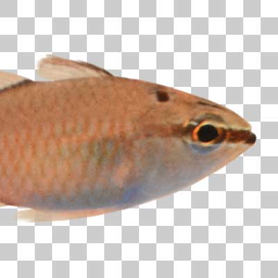 クロホシイシモチ Spotnape cardinalfish