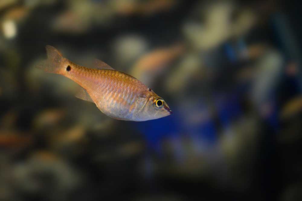 クロホシイシモチ Spotnape Cardinalfish