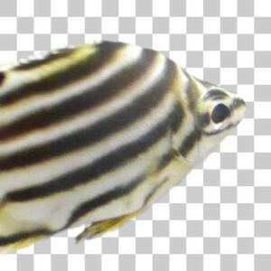 カゴカキダイ Stripey