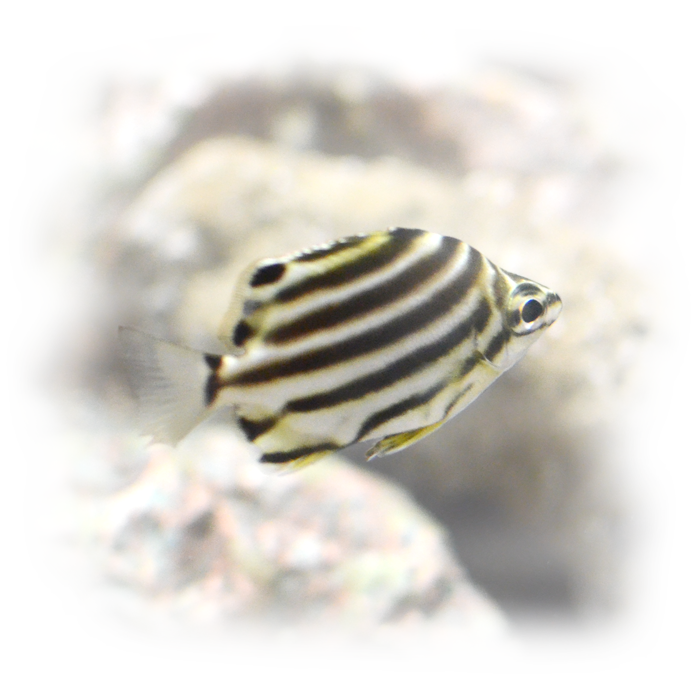 しながわ水族館のカゴカキダイ