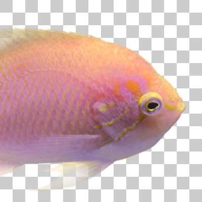 ハナゴンベ Swallowtail basslet