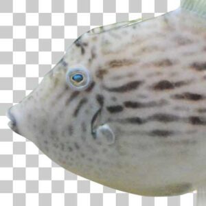 カワハギ Thread-sail filefish