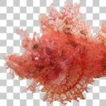 海藻やサンゴのような擬態のボロカサゴ