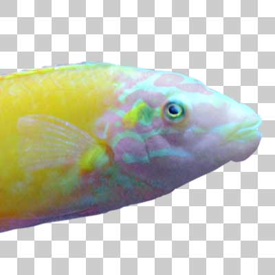 コガネキュウセン Yellow wrasse