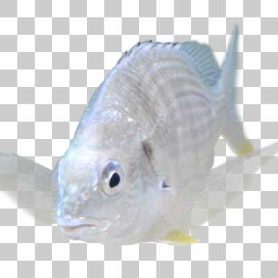 キチヌ Yellowfin seabream
