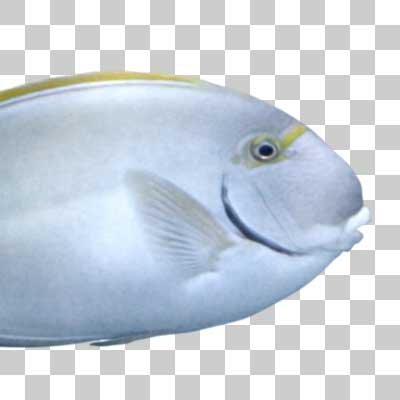 クロハギ Yellowfin surgeonfish
