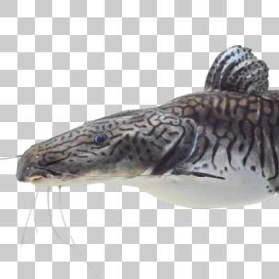 タイガーショベルノーズキャットフィッシュ Barred sorubim