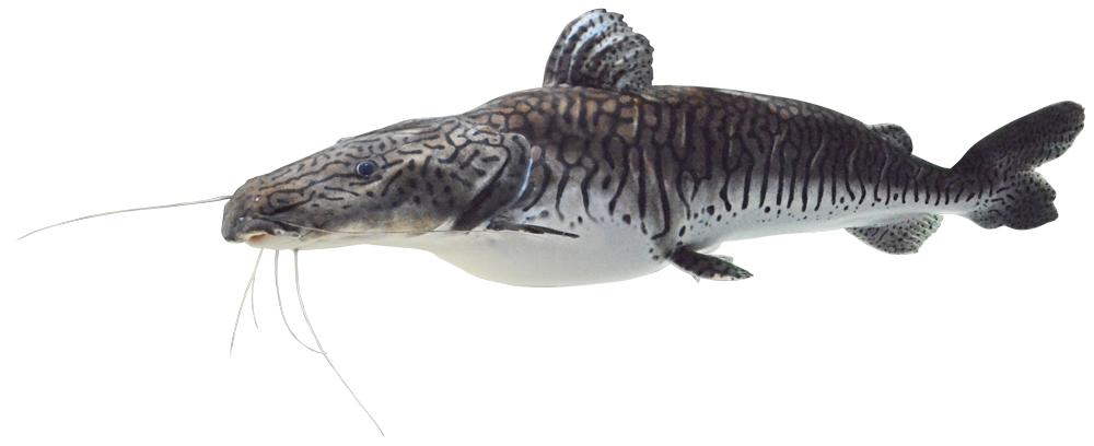 しながわ水族館のタイガーショベルノーズキャットフィッシュ