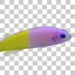 少し色あせた？バイカラードティーバック