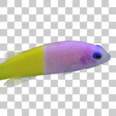 少し色あせた？バイカラードティーバック