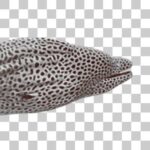 碁石のような斑点を持つニセゴイシウツボ