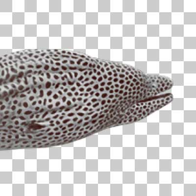 碁石のような斑点を持つニセゴイシウツボ