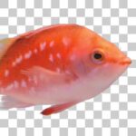 金魚のように鮮やかなサクラダイ