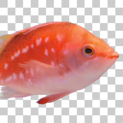 サクラダイ Cherry bass