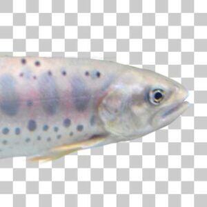 ヤマメ Cherry trout