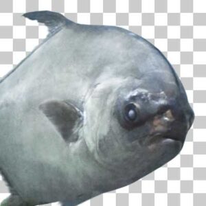 マルコバン Golden pompano
