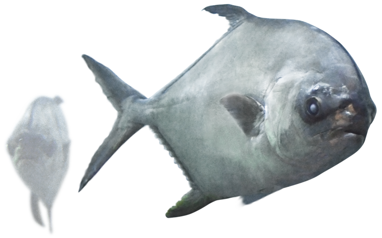 しながわ水族館のマルコバン