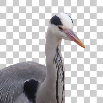 アオサギ Grey heron
