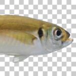 黄金に輝くマアジ