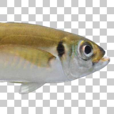 黄金に輝くマアジ