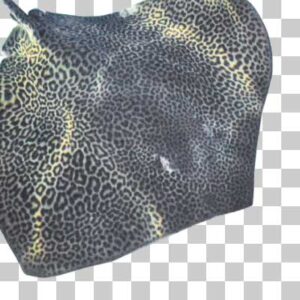 ヒョウモンオトメエイ Leopard whipray