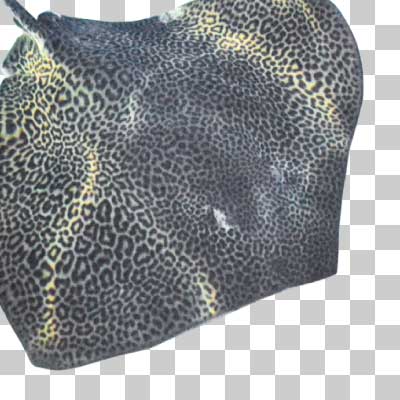 ヒョウ柄を持つヒョウガラオトメエイ