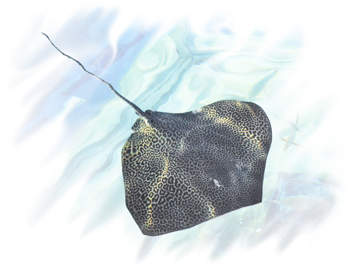 しながわ水族館のヒョウモンオトメエイ