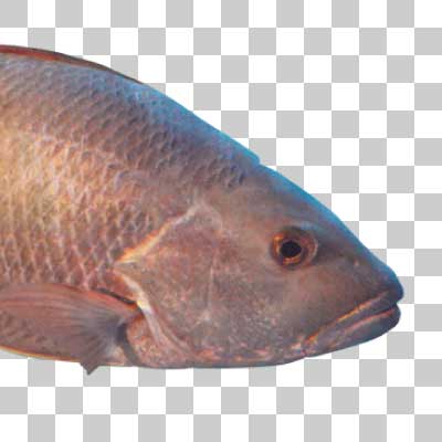 ゴマフエダイ Mangrove red snapper