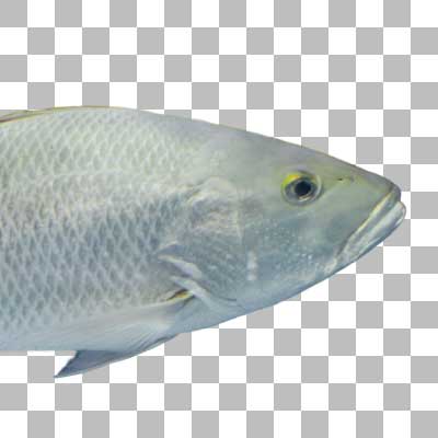 ゴマフエダイ Mangrove Red Snapper