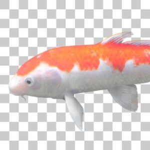 ニシキゴイ Nishikigoi