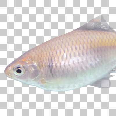 美しいバラ色に輝くタイリクバラタナゴ