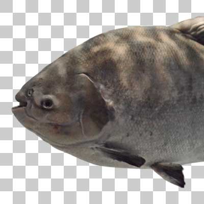 コロソマ Tambaqui