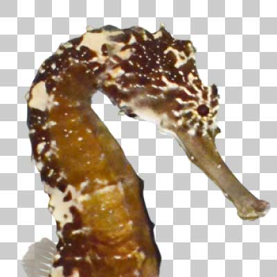 タイガーテールシーホース Tiger Tail Seahorse