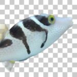 ノコギリハギと比べて体は細いシマキンチャクフグ