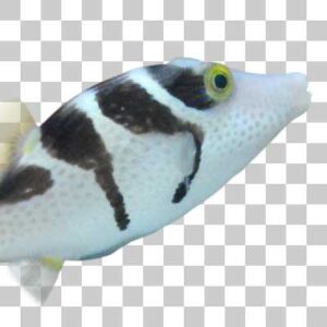 シマキンチャクフグ Valentin’s sharpnose puffer