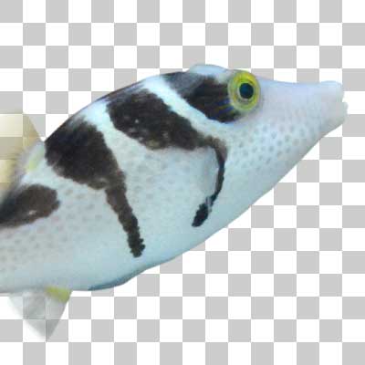 シマキンチャクフグ Valentin’s sharpnose puffer