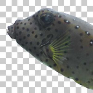 ミナミハコフグ Yellow boxfish