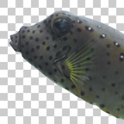 自分の毒で死ぬこともある！？ミナミハコフグ