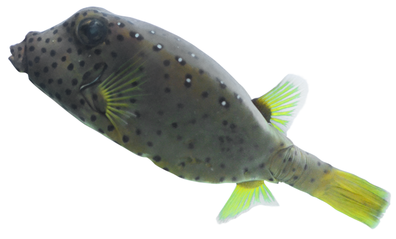 しながわ水族館のミナミハコフグ