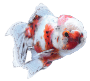 すみだ水族館の東錦