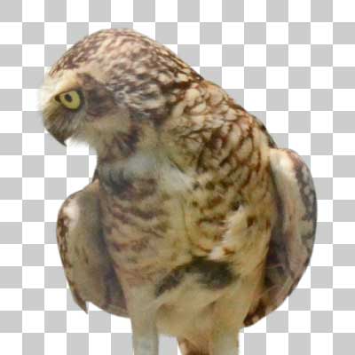 アナホリフクロウ Burrowing owl