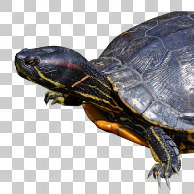 ミシシッピアカミミガメ Red-eared slider