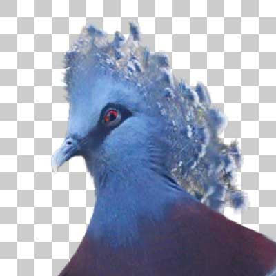 オウギバト Victoria crowned pigeon