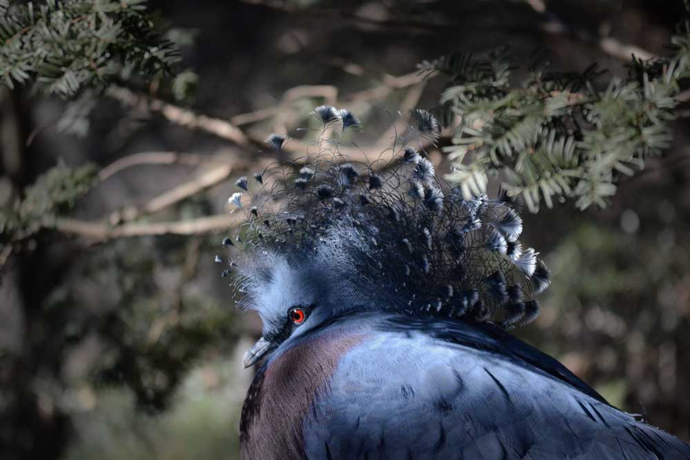 よこはま動物園ズーラシア のオウギバト